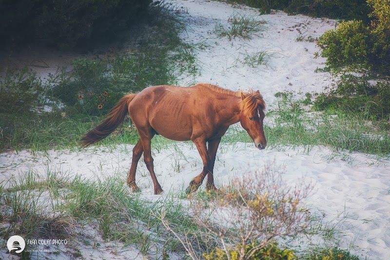Shackleford Banks surrounding landscape