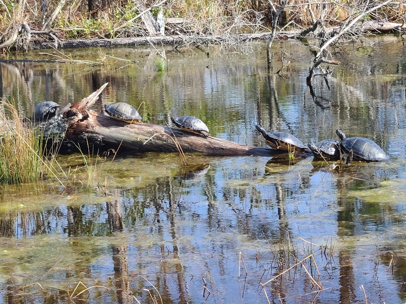 Alligator River National Wildlife Refuge - Alligator River National Wildlife Refuge