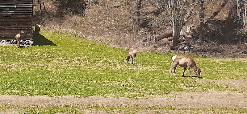 Cataloochee - Cataloochee