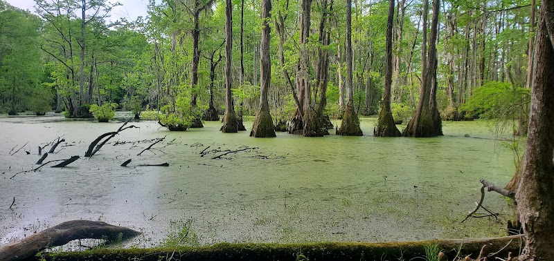 Merchants Millpond State Park - Merchants Millpond State Park