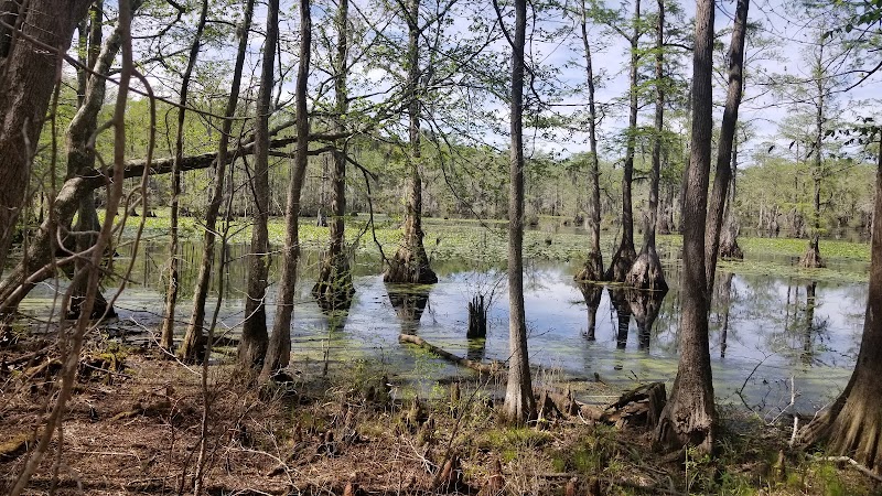Merchants Millpond State Park - Merchants Millpond State Park