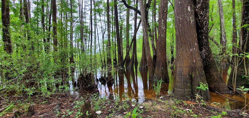 Discover Dead Lakes - Dead Lakes