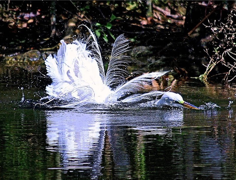 Weeki Wachee Spring - Weeki Wachee Spring