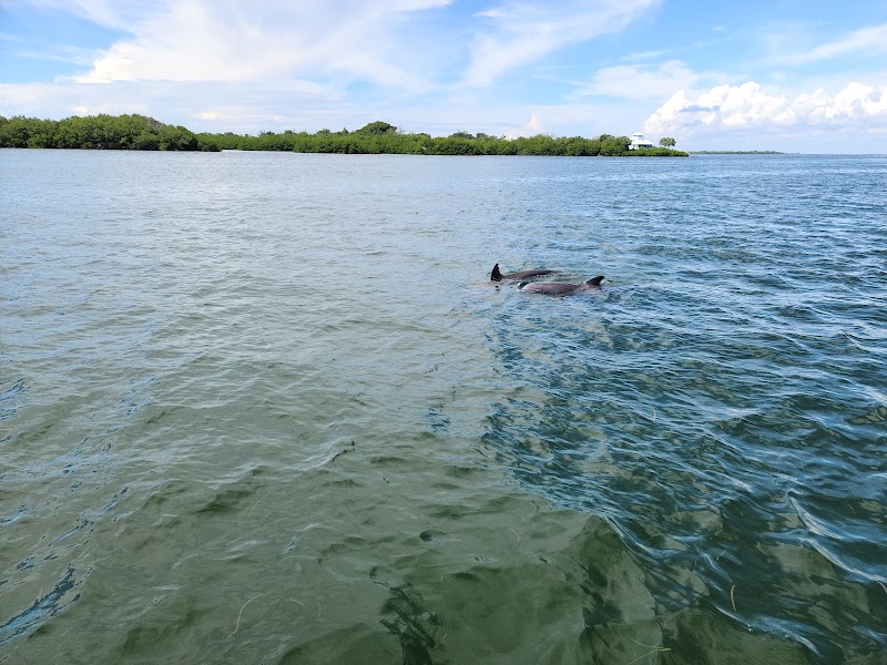 Cayo Costa: A Coastal Paradise surrounding landscape