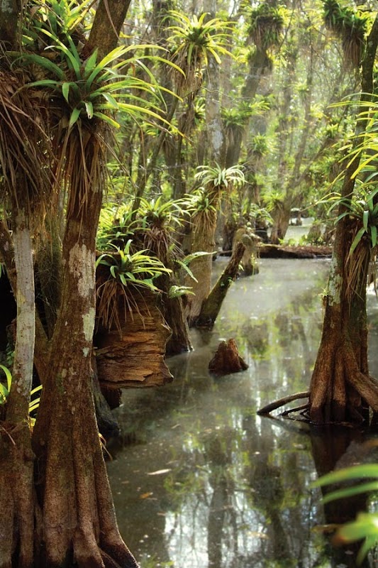 Fakahatchee Strand Preserve State Park surrounding landscape