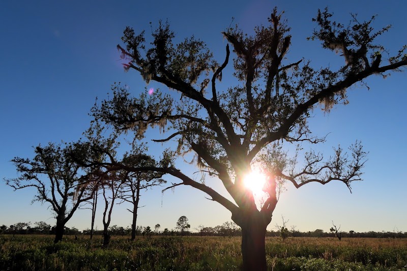 Myakka River State Park: A Natural Haven outdoor detail