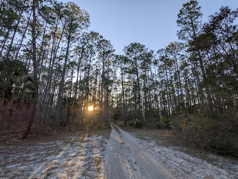 Ocala National Forest - Ocala National Forest