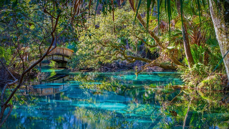 Ocala National Forest outdoor detail