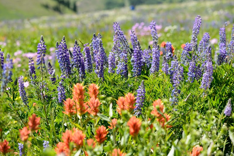 Albion Basin surrounding landscape
