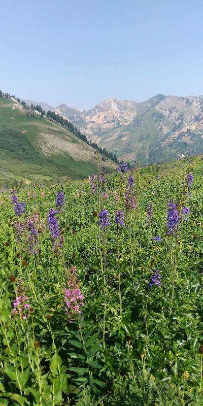 Albion Basin - Albion Basin