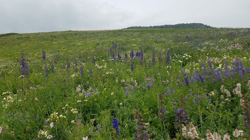 Albion Basin - Albion Basin