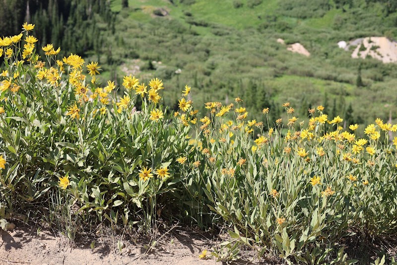 Albion Basin outdoor detail