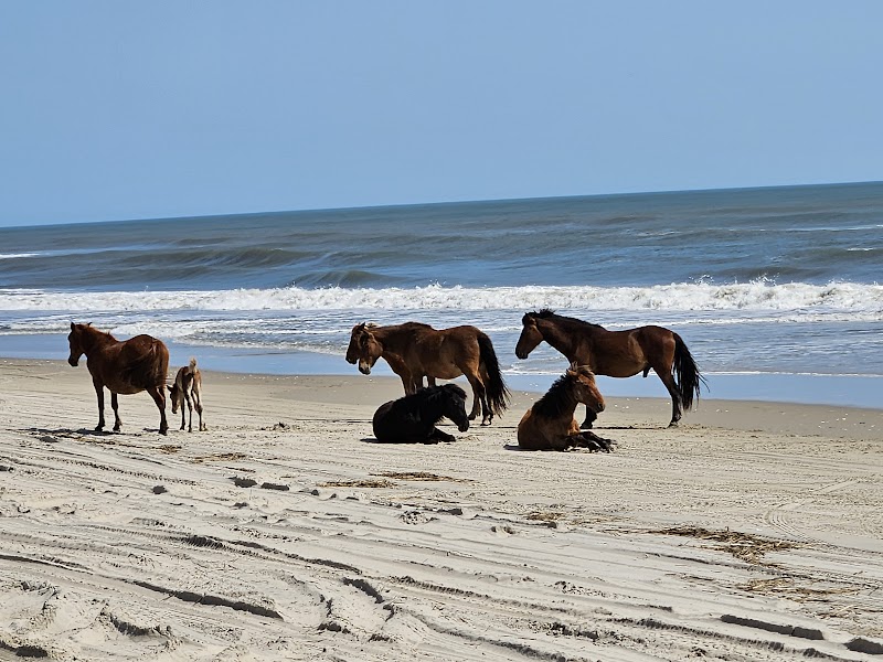 Currituck Banks Reserve: Explore Nature's Tranquility surrounding landscape