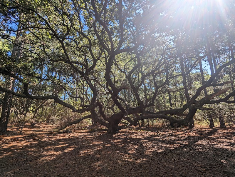 Currituck Banks Reserve: Explore Nature's Tranquility outdoor detail