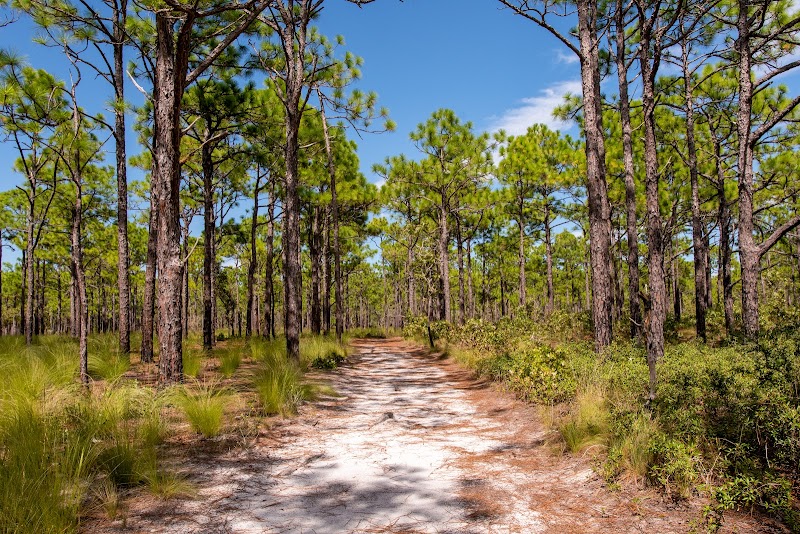 Carolina Beach State Park surrounding landscape