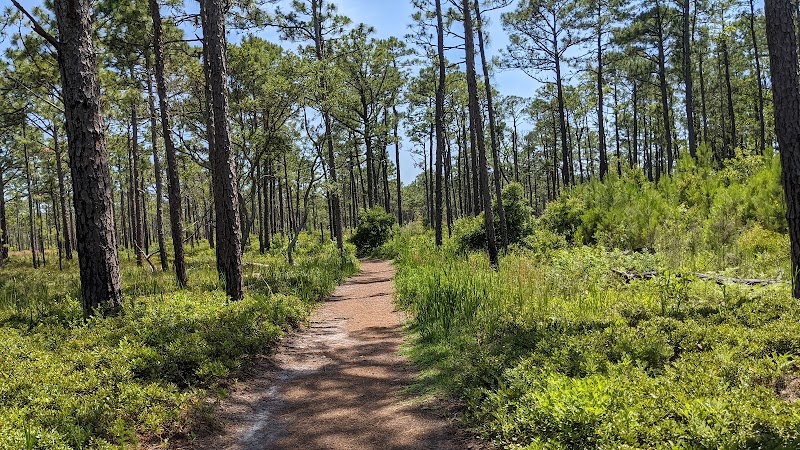 Carolina Beach State Park - Carolina Beach State Park
