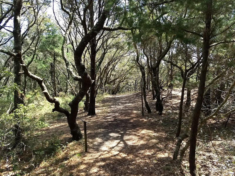 Buxton Woods Coastal Reserve - Buxton Woods Coastal Reserve