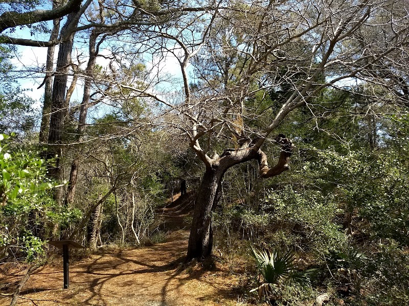 Buxton Woods Coastal Reserve - Buxton Woods Coastal Reserve