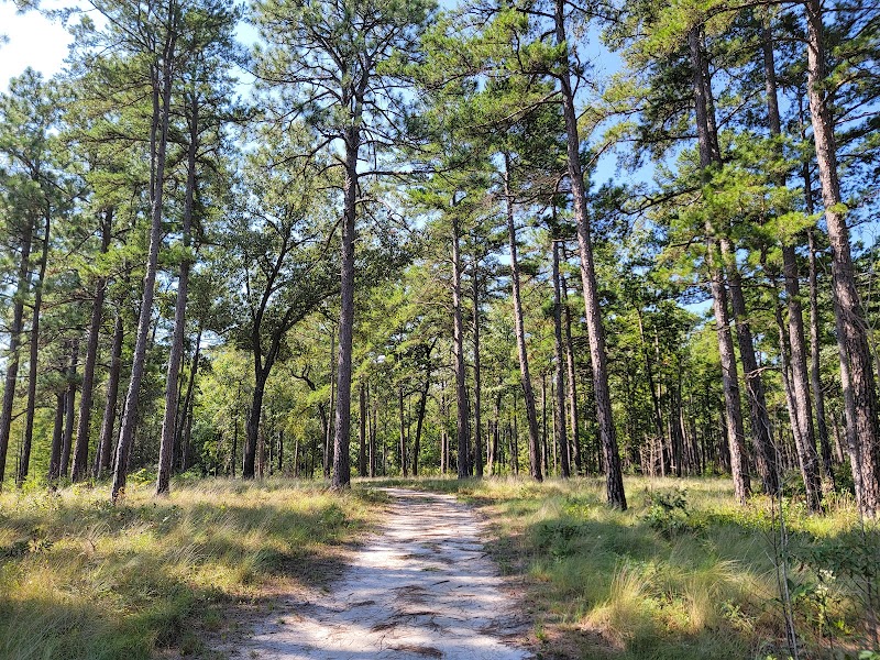 Carvers Creek State Park: A Tranquil North Carolina Escape - Carvers Creek State Park