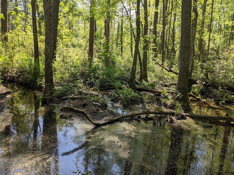 Weymouth Woods - Sandhills Nature Preserve outdoor detail