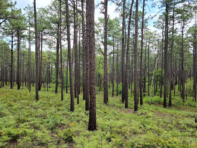 Weymouth Woods - Sandhills Nature Preserve adventures