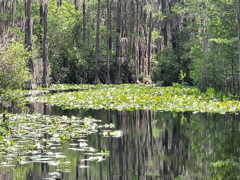 Okefenokee National Wildlife Refuge surrounding landscape