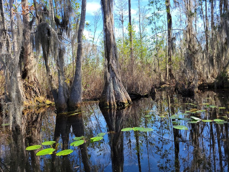 Okefenokee National Wildlife Refuge outdoor detail
