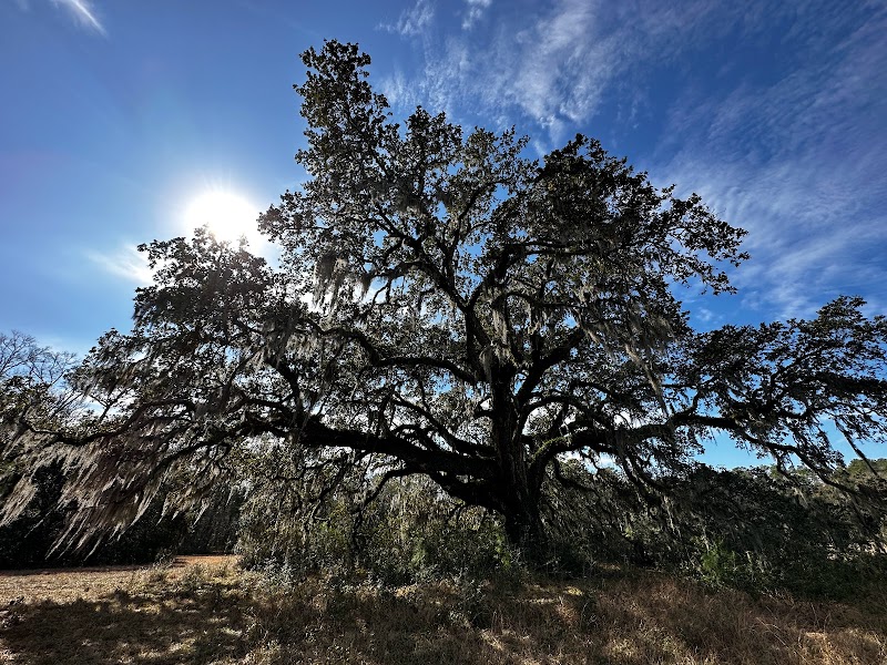 Francis Marion National Forest surrounding landscape