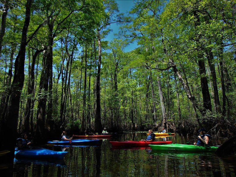 Waccamaw National Wildlife Refuge - Waccamaw National Wildlife Refuge