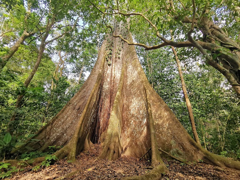 Guiana Amazonian Park - Guiana Amazonian Park