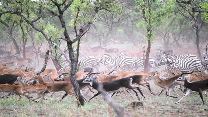 Boma National Park - Boma National Park