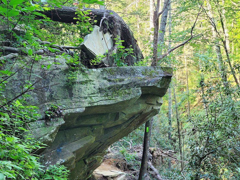 Panther Creek Trail Waterfall - Panther Creek Trail Waterfall