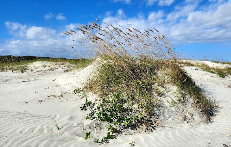 Cumberland Island outdoor detail