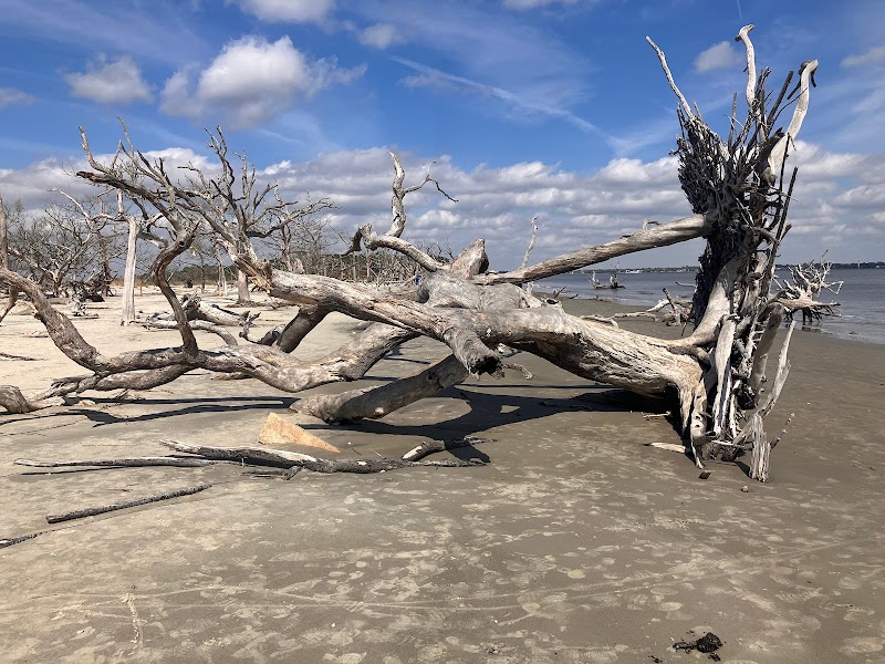 Driftwood Beach - Driftwood Beach
