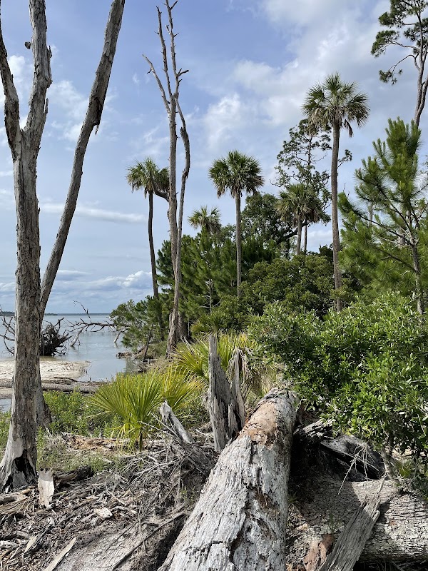 Wassaw Island - Wassaw Island