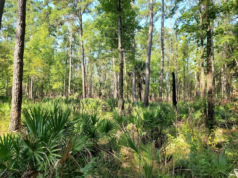 Okefenokee Swamp - Okefenokee Swamp