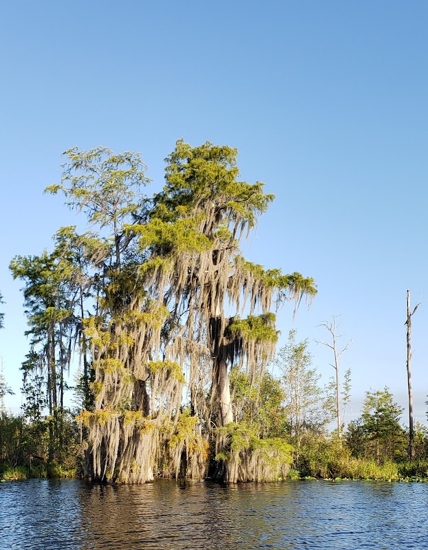 Okefenokee Swamp - Okefenokee Swamp