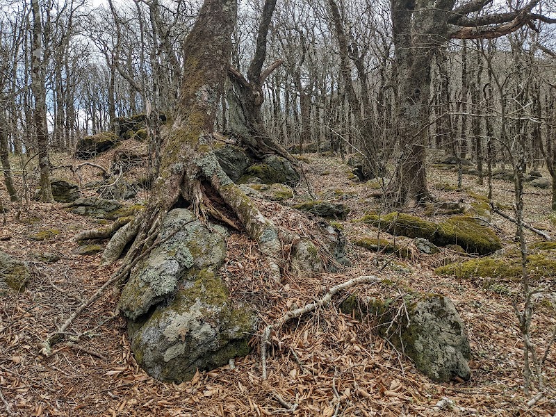 Craggy Dome - Craggy Dome