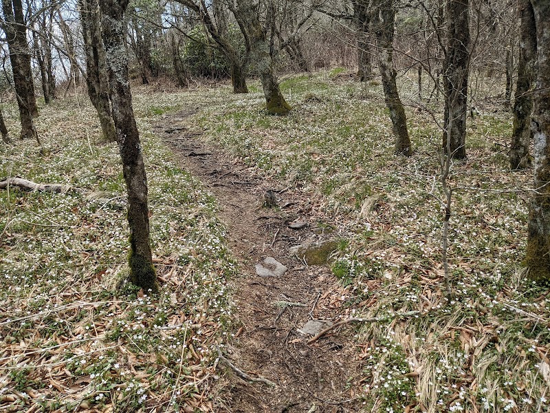 Craggy Dome - Craggy Dome