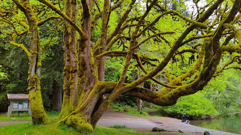 Discover the Serenity of Lake Crescent - Lake Crescent