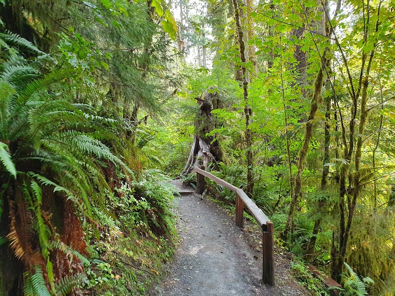 Mystical Wonders of the Hoh Rain Forest surrounding landscape