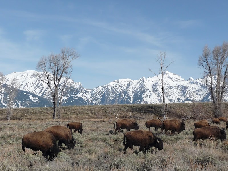 Discover Gros Ventre Wilderness - Gros Ventre Wilderness