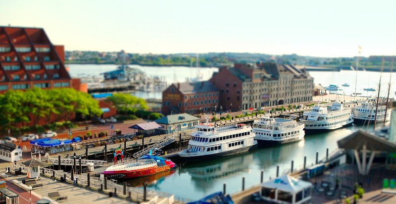 Whale Watching Tours from Boston Harbor - Boston