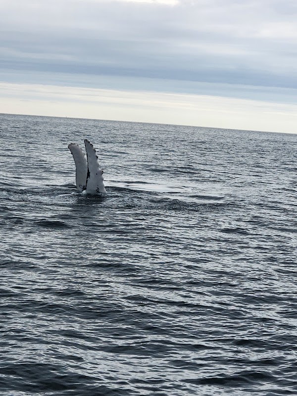 Whale Watching Tours from Boston Harbor - Boston