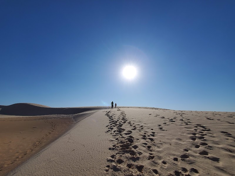 Discover Monahans Sandhills - Monahans Sandhills State Park