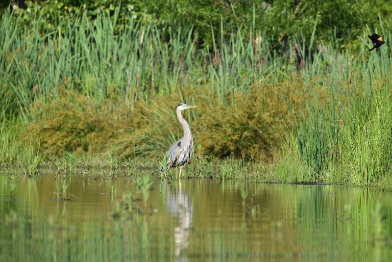 Tranquility at Lake Adger - Lake Adger