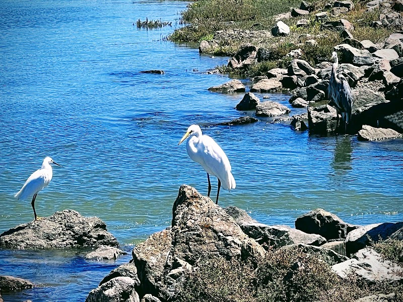 Discover Bothin Marsh Preserve outdoor detail
