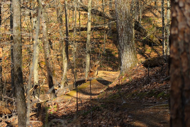 Camping at Big Ridge State Park in Knoxville - Knoxville