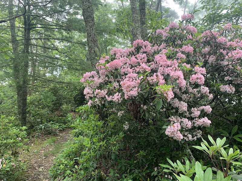 Discovering the Serenity of Jonas Ridge Trail - Jonas Ridge Trail