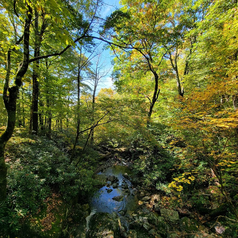 Discover the Beauty of Tanawha Trail surrounding landscape